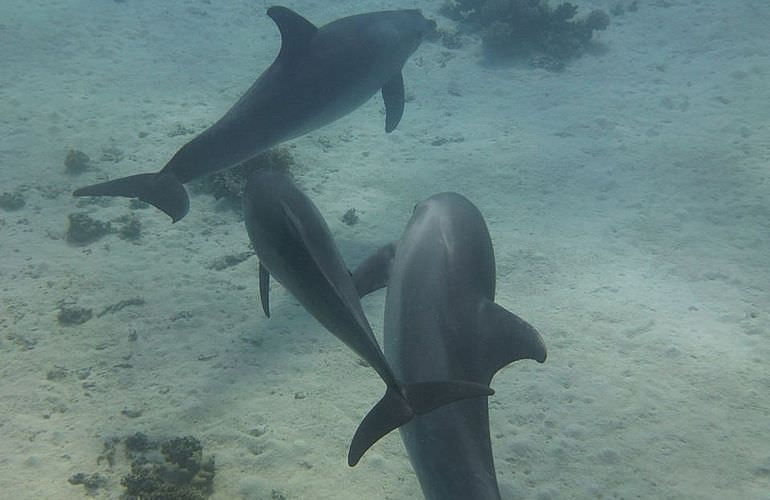 Ausflug zum Dolphin House in El Gouna - Begegnung mit Delfinen in freier Wildbahn