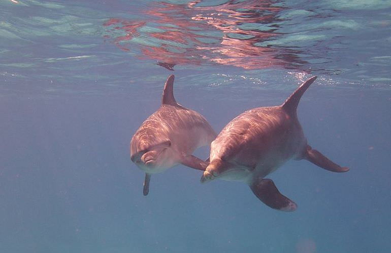Delfin Tour in El Gouna - Schwimmen mit freilebenden Delfinen