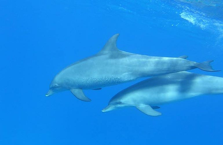 Ausflug zum Dolphin House in El Gouna - Begegnung mit Delfinen in freier Wildbahn