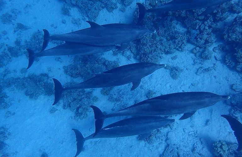 Delfin Tour in El Gouna - Schwimmen mit freilebenden Delfinen