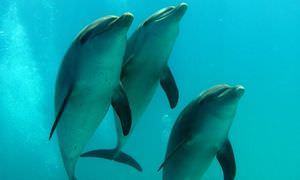 Delfin Tour ab El Gouna - Schwimmen mit freilebenden Delfinen