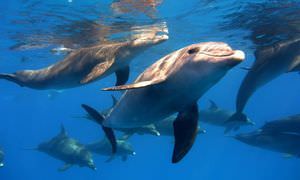 Private Delfin Tour ab El Gouna - Privater Bootsausflug zum Schnorcheln