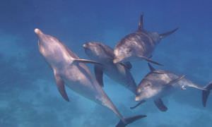 Privater Ausflug zu den Delfinen mit Speedboot ab El Gouna