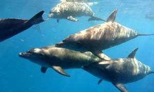 Ausflug zum Dolphin House in El Gouna - Begegnung mit Delfinen in freier Wildbahn