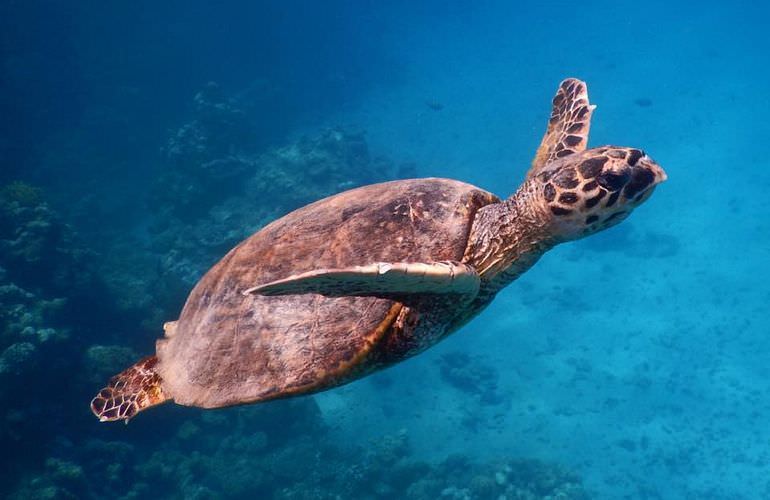 Exklusive El Gouna Bootstour: Privater Ausflug auf eine einsame Insel mit Schnorcheln