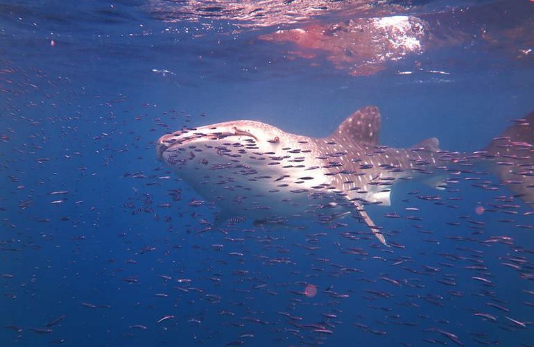 Exklusive El Gouna Bootstour: Privater Ausflug auf eine einsame Insel mit Schnorcheln