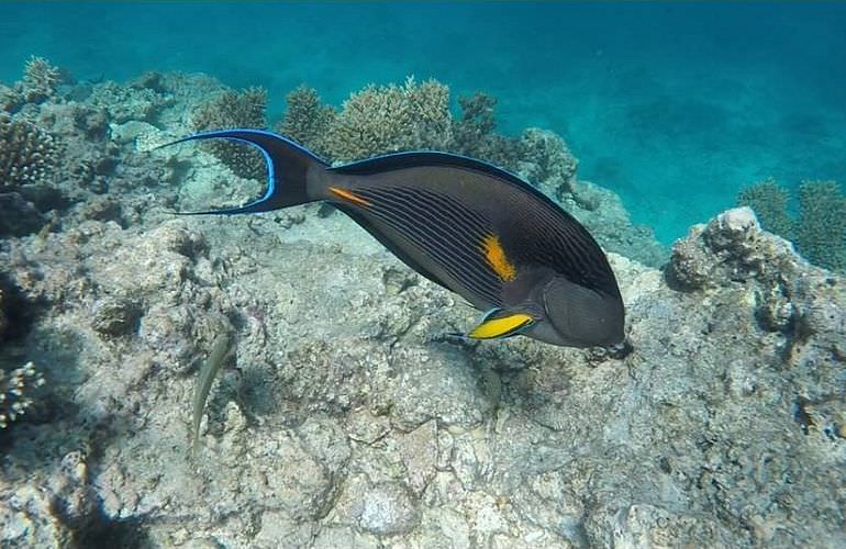 Tagesausflug von El Gouna zur Giftun Insel