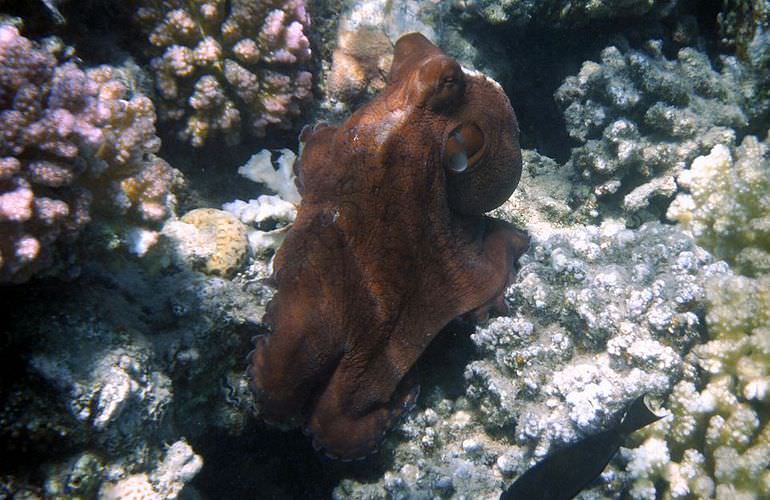 Tagesausflug von El Gouna zur Giftun Insel