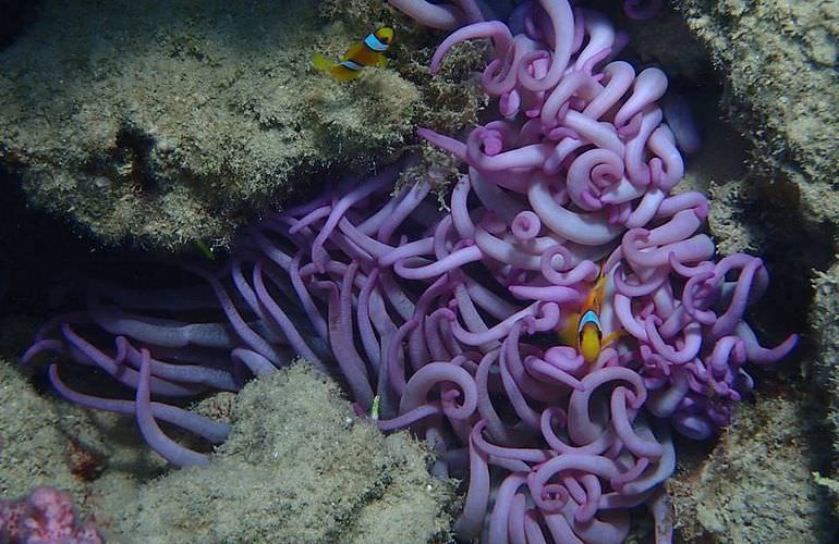 Tagesausflug von El Gouna zur Giftun Insel