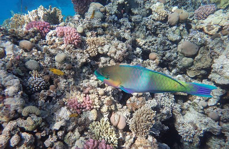 Tagesausflug von El Gouna zur Giftun Insel