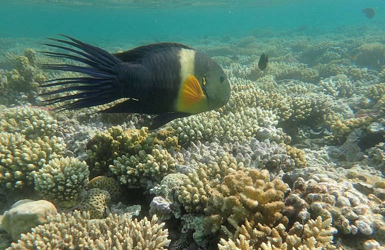 Tagesausflug von El Gouna zur Giftun Insel