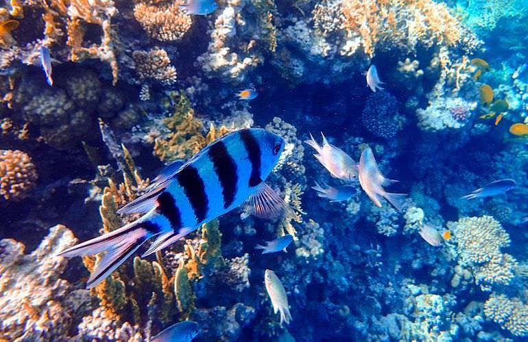 Tagesausflug von El Gouna zur Giftun Insel