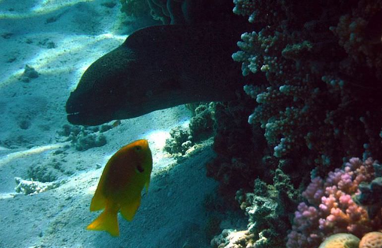 Insel Ausflug mit Schnorcheln ab El Gouna - Karibik Feeling pur