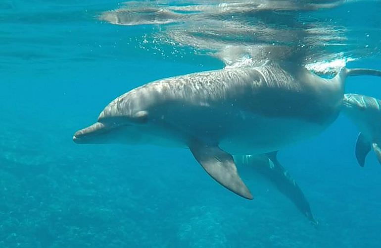 Insel Ausflug mit Schnorcheln ab El Gouna - Karibik Feeling pur