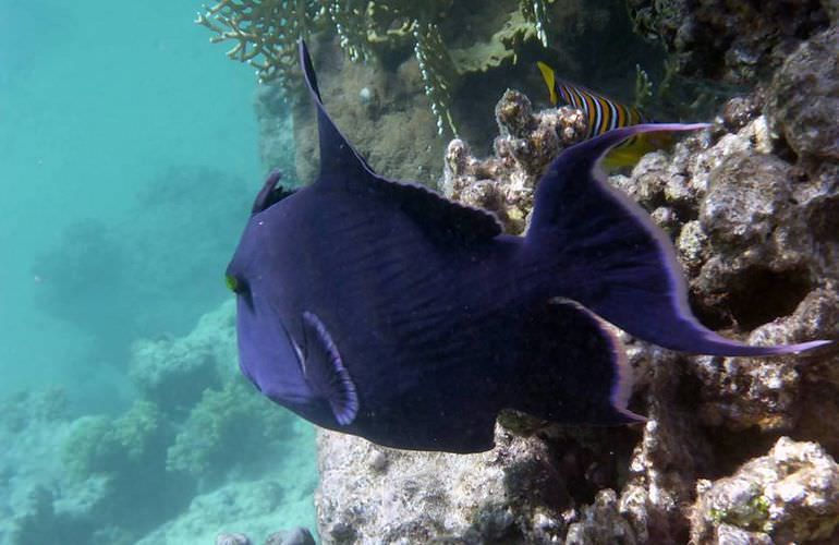 Insel Ausflug mit Schnorcheln ab El Gouna - Karibik Feeling pur