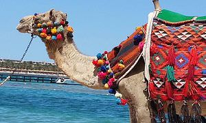 Kamelreiten ab El Gouna: Reiten am Strand oder in der Wüste