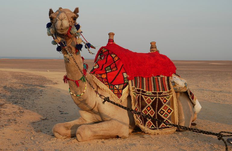 Kamelreiten in El Gouna: Reiten am Strand oder in der Wüste