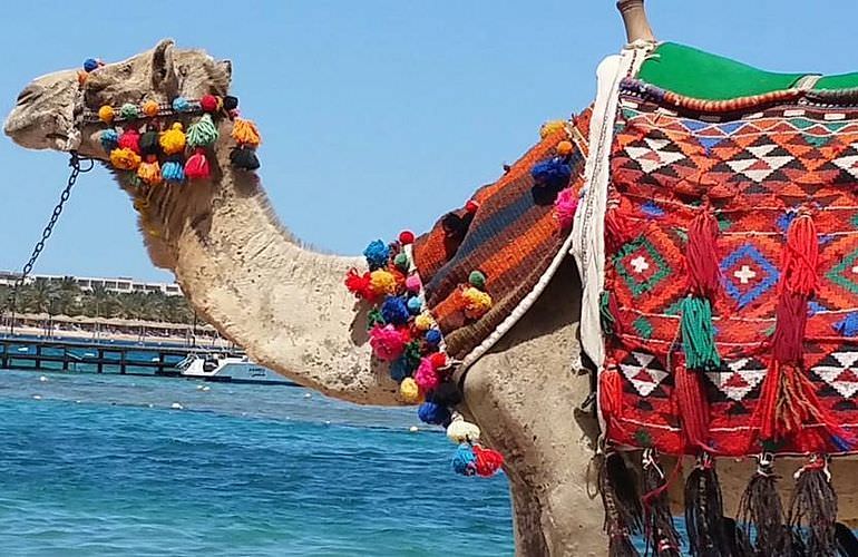 Kamelreiten in El Gouna: Reiten am Strand oder in der Wüste