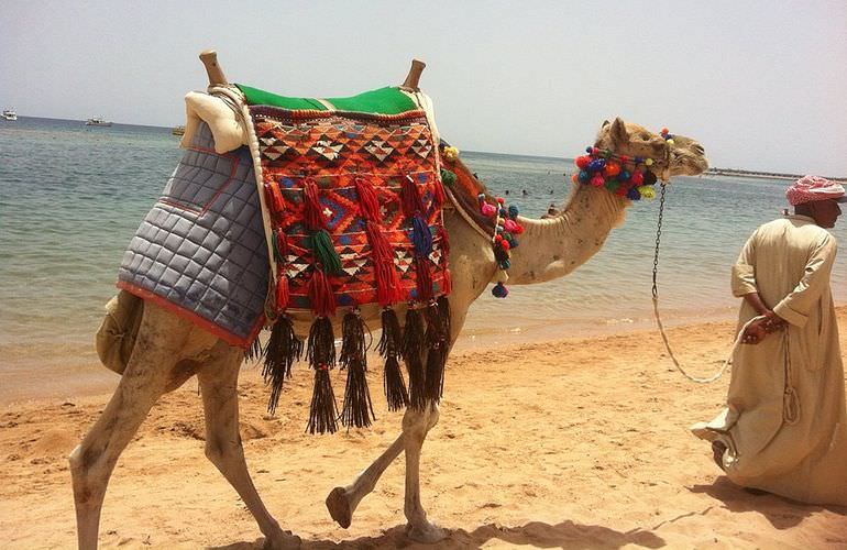 Kamelreiten in El Gouna: Reiten am Strand oder in der Wüste