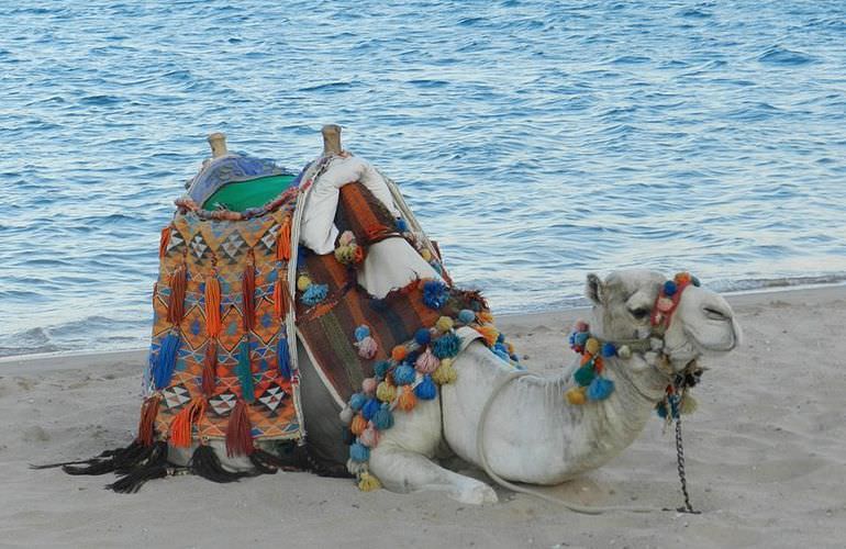 Kamelreiten in El Gouna: Reiten am Strand oder in der Wüste