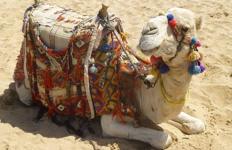 Kamelreiten in El Gouna: Reiten am Strand oder in der Wüste