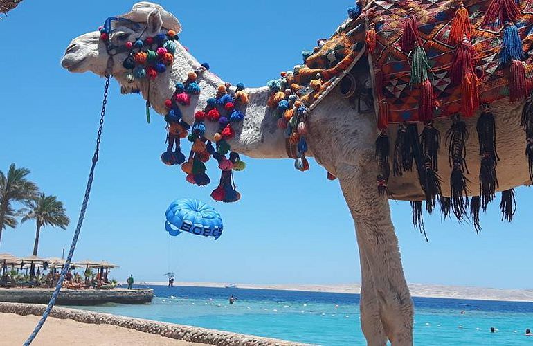 Kamelreiten in El Gouna: Reiten am Strand oder in der Wüste