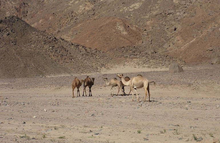 Kombi-Wüstentour in El Gouna: Quad, Jeep, Buggy und Kamelreiten