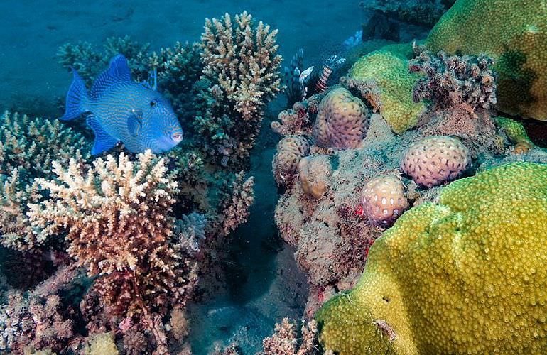 Ganztagesausflug von El Gouna zur Mahmya Insel mit Schnorcheln