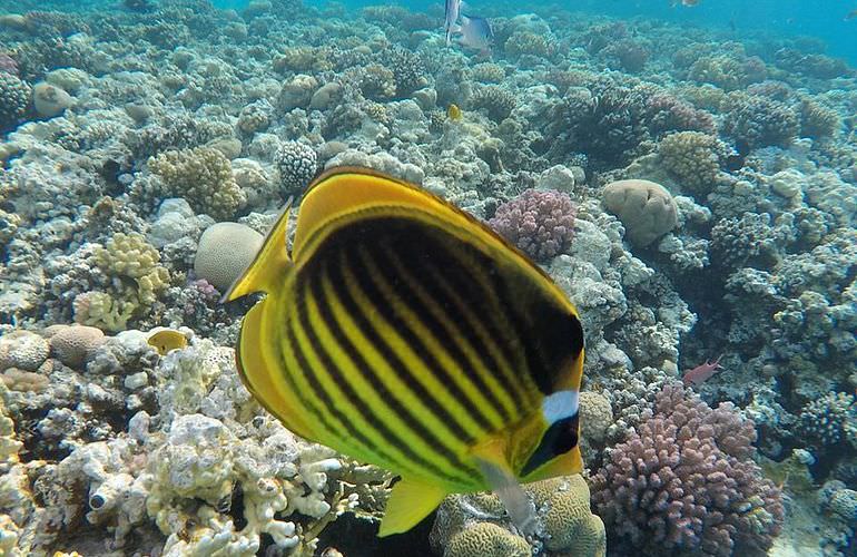 Ganztagesausflug von El Gouna zur Mahmya Insel mit Schnorcheln