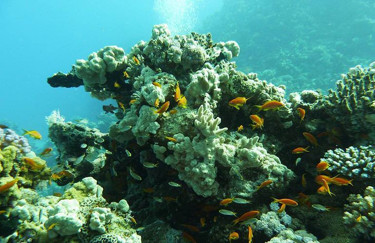 Ganztagestour von El Gouna zur Orange Bay Insel im großen Boot