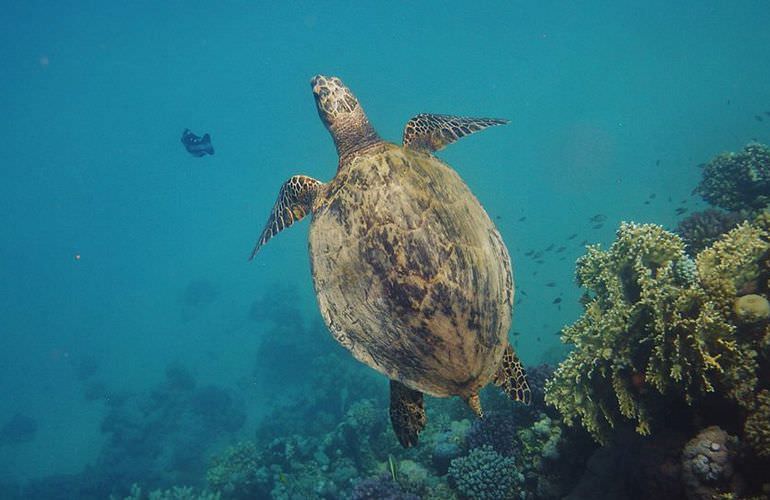 Ganztagestour von El Gouna zur Orange Bay Insel im großen Boot