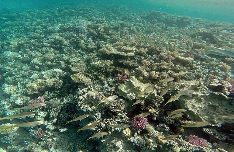 Ganztagestour von El Gouna zur Orange Bay Insel im großen Boot