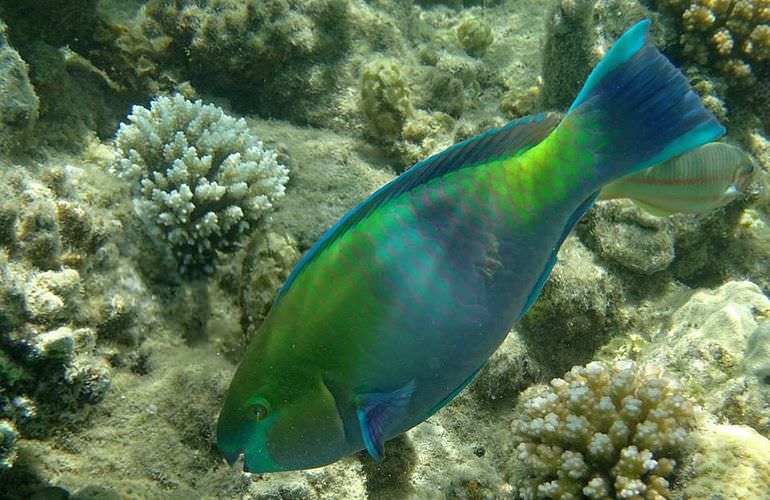 Ganztagestour von El Gouna zur Orange Bay Insel im großen Boot