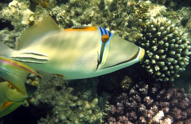 Ganztagestour von El Gouna zur Orange Bay Insel im großen Boot