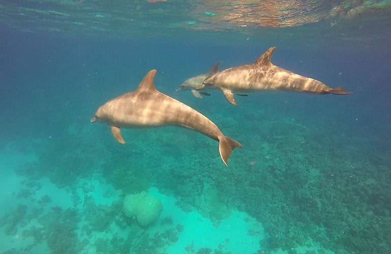 Ganztagestour von El Gouna zur Orange Bay Insel im großen Boot