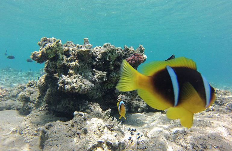 Ganztagestour von El Gouna zur Orange Bay Insel im großen Boot