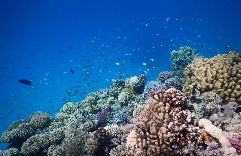 Ausflug von El Gouna zur Paradies Insel mit dem Boot 