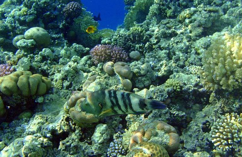 Ausflug von El Gouna zur Paradies Insel mit dem Boot 