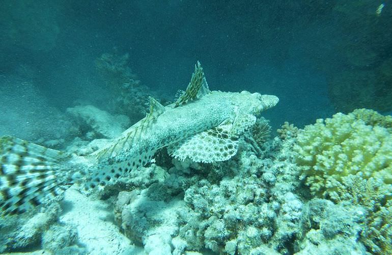 Ausflug von El Gouna zur Paradies Insel mit dem Boot 