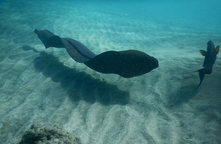 Ausflug von El Gouna zur Paradies Insel mit dem Boot 