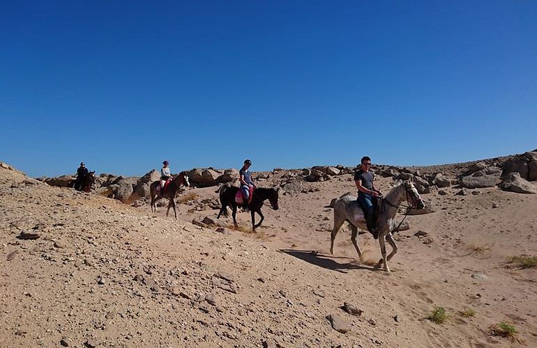 Pferde Reiten in El Gouna : Reiten am Strand oder in der Wüste