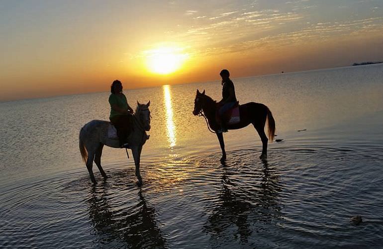 Pferde Reiten in El Gouna : Reiten am Strand oder in der Wüste