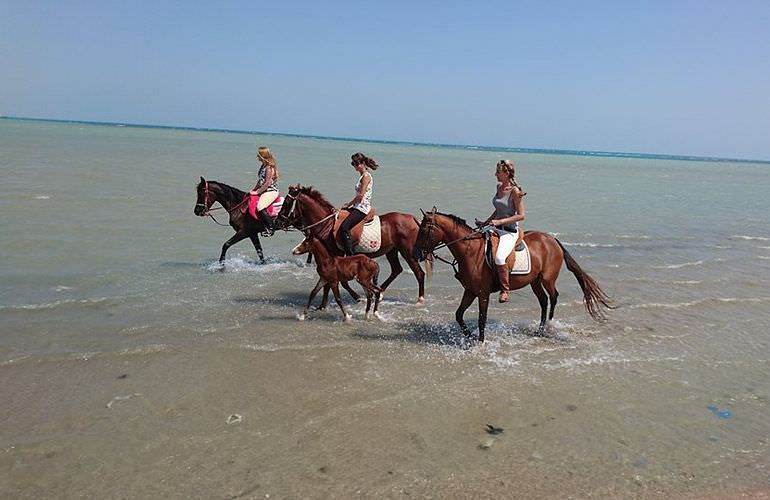 Pferde Reiten in El Gouna : Reiten am Strand oder in der Wüste