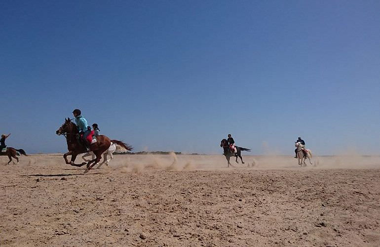 Pferde Reiten in El Gouna : Reiten am Strand oder in der Wüste