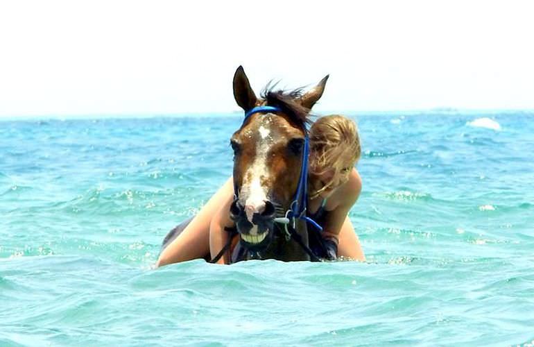 Pferde Reiten in El Gouna : Reiten am Strand oder in der Wüste