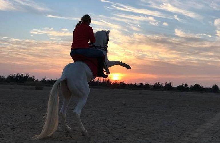 Pferde Reiten in El Gouna : Reiten am Strand oder in der Wüste