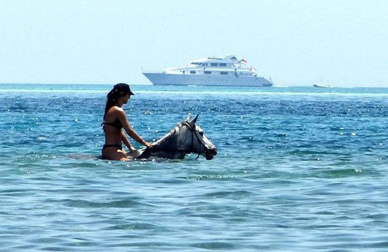 Pferde Reiten in El Gouna : Reiten am Strand oder in der Wüste