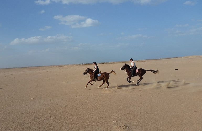 Pferde Reiten in El Gouna : Reiten am Strand oder in der Wüste