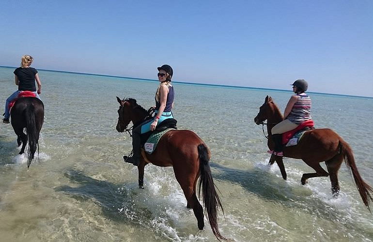 Pferde Reiten in El Gouna : Reiten am Strand oder in der Wüste