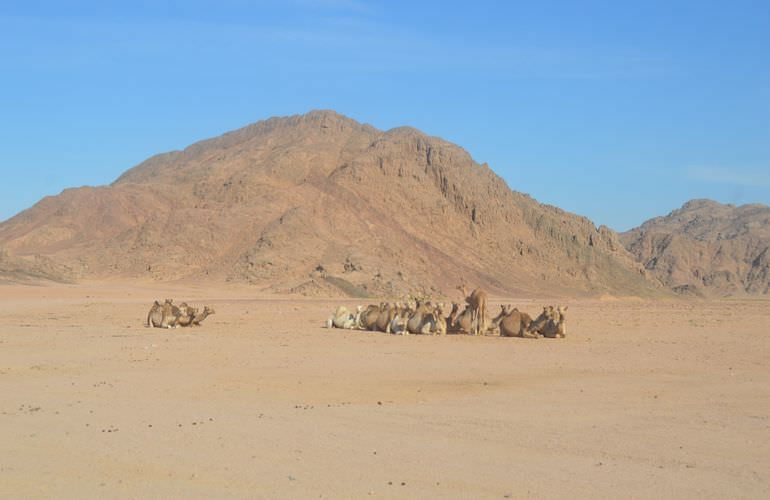 Quad Fahren El Gouna: Privat, sportlich oder langsam - Abenteuer Wüste wie Sie es wünschen